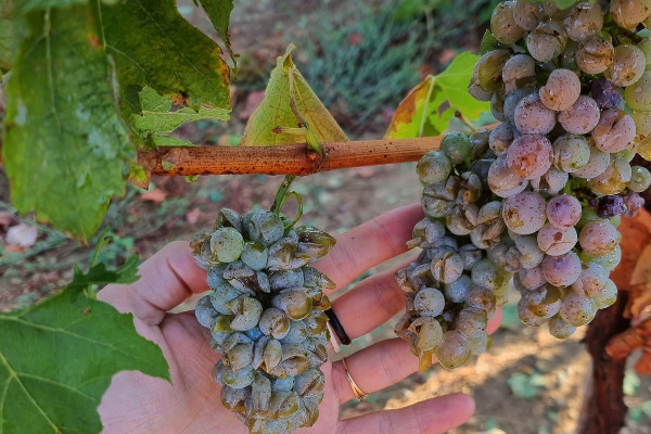 La grêle frappe plusieurs parcelles du Sud à la veille des vendanges