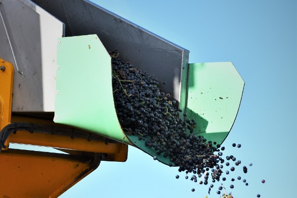 Des rendements réadaptés au marché en Anjou-Saumur