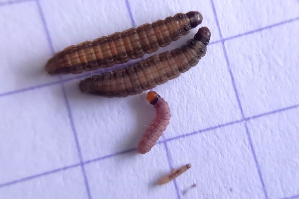 Forte pression des tordeuses avant les vendanges