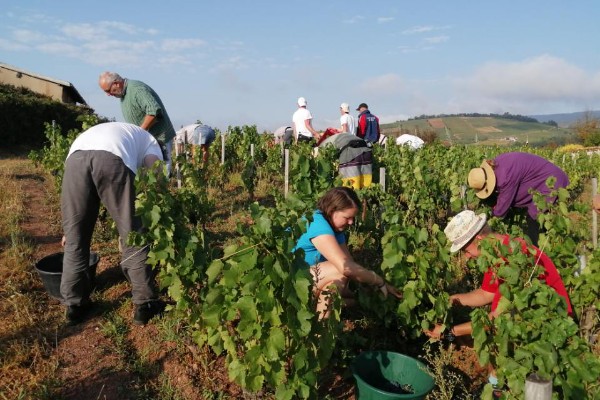 Petits rendements confirmés mais belle qualité pour les vins du Beaujolais