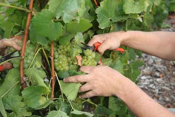 Les vendanges ont officiellement démarré le 22 août en Champagne