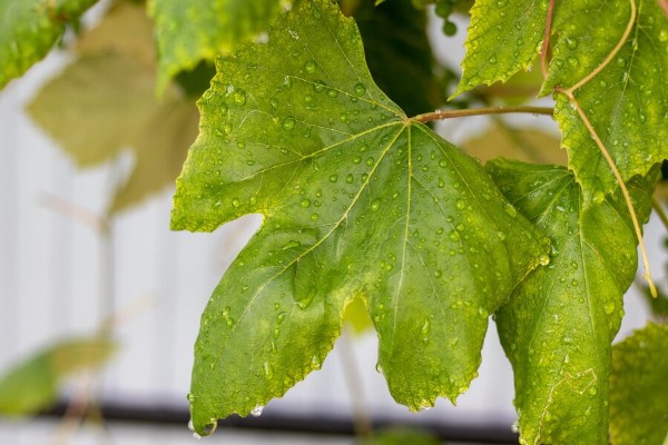 Les pluies vont améliorer la qualité des vendanges