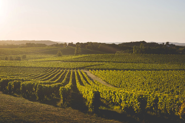 L’eau a fait du bien au vignoble de Bergerac