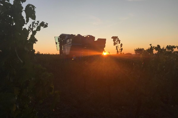 Des vendanges plus sereines en Ardèche