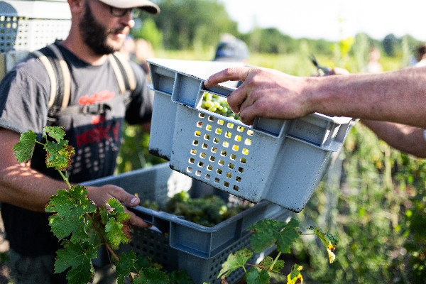 Vendanges précoces en route en Gironde