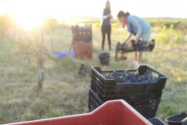 Des vendanges pour petits et grands chez les vignerons de l’Hérault