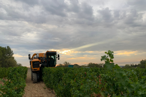 Hausse des cours et contractualisations à la baisse pour les vins du Languedoc