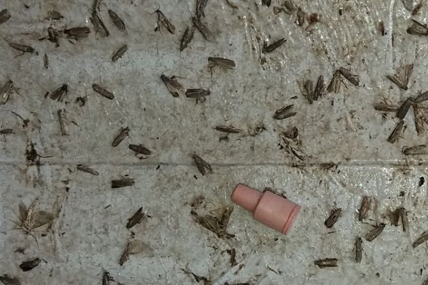 Trucs et astuces pour bien piéger les vers de la grappe