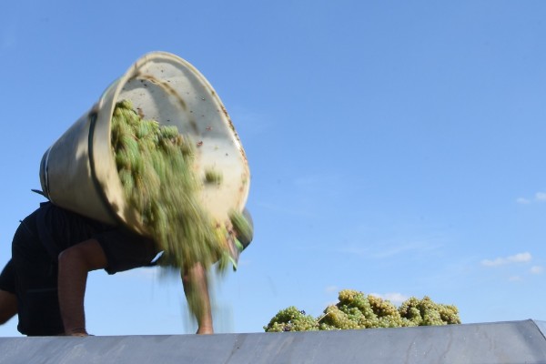 Vendanges lancées et mises sur le marché régulées dans le Muscadet