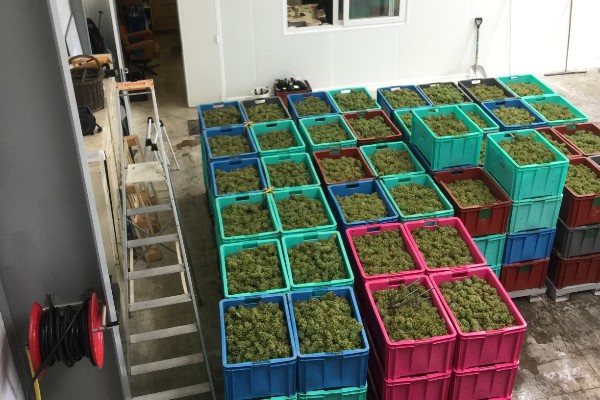 +1000kg/ha pour la réserve en Champagne 