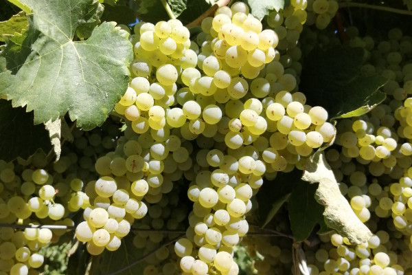 Bonnes perspectives de vendanges dans le vignoble de Cognac