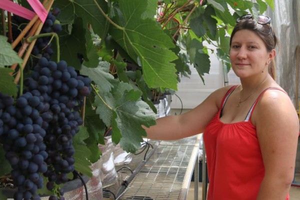 Les pics de chaleurs ont peu d’effets sur les polyphénols des vins