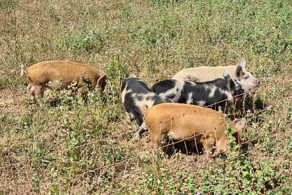 Des cochons dans les vignes pour entretenir l’interrang et le cavaillon