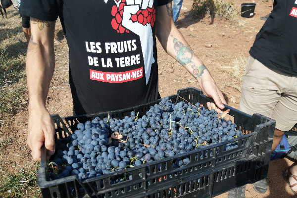 Vendange sauvage contre LVMH et la spéculation en Provence