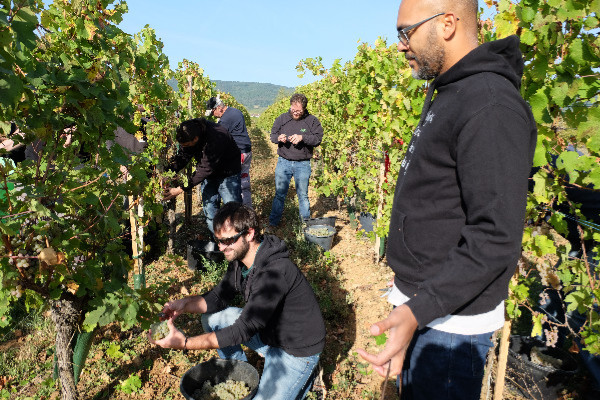 L'Alsace augmente ses rendements autorisés, mais baisse ses prévisions de vendanges