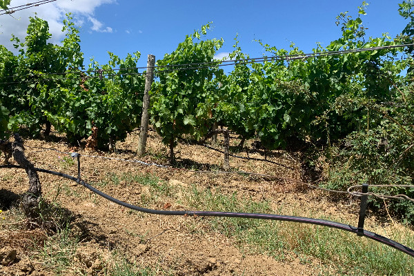 'Il faut une irrigation qualitative pour éviter que la vigne souffre'   