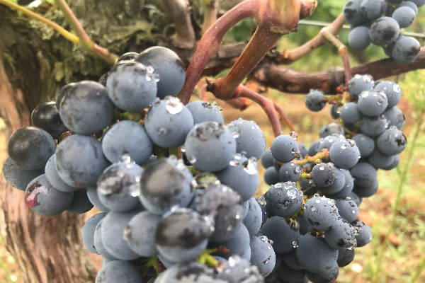 Pétition vigneronne pour l’arrachage et le remodelage de Bordeaux   