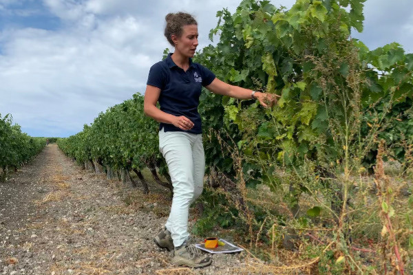 Plus de prospection = moins d’insecticides contre la flavescence dorée