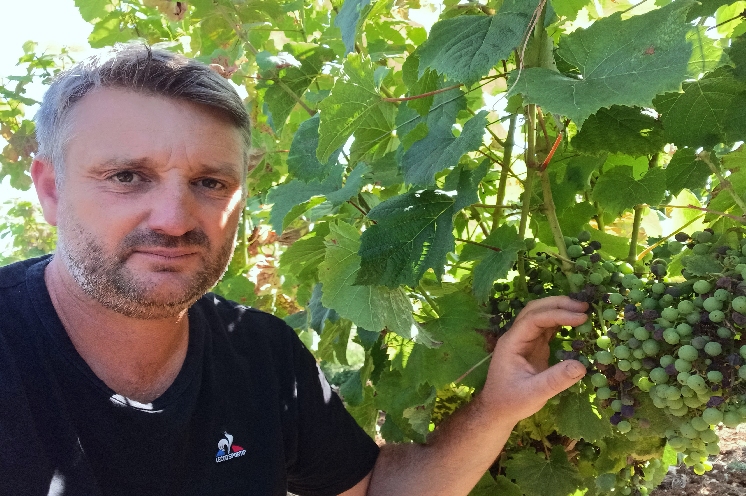  Coût du mildiou : la note est très salée pour les vignerons