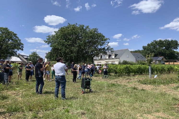  Cépages méridionaux, réduction de la haie foliaire... des vignerons du Val de Loire s'adaptent au réchauffement climatique