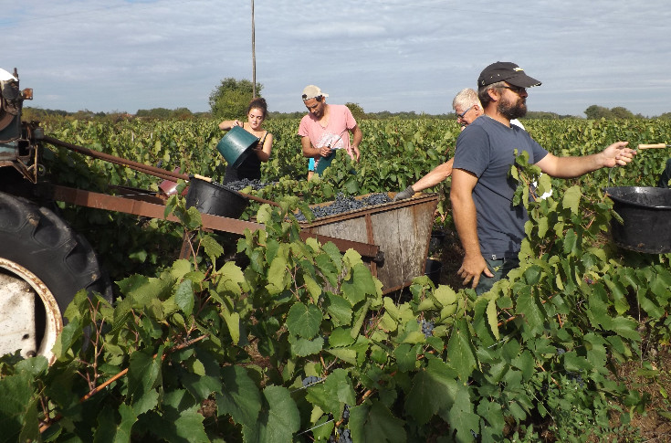 Mobilisation face au manque de main d’œuvre dans les vignes : formation, jobs datings, immersions...