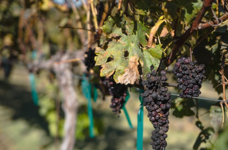 Des microbes des marais salants aident la vigne à lutter contre la chaleur