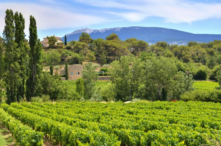 Belles vendanges en vue dans le Vaucluse