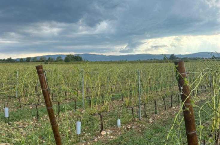 10 à 15 % du Crozes-Hermitage 2023 vendangé par la grêle