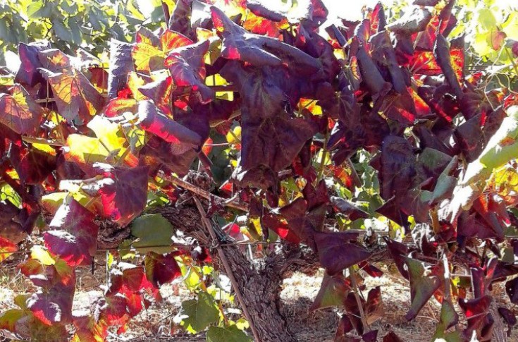 La flavescence dorée explose dans le vignoble narbonnais