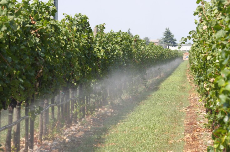 Comment bien irriguer le vignoble jusqu’au 15 septembre ?