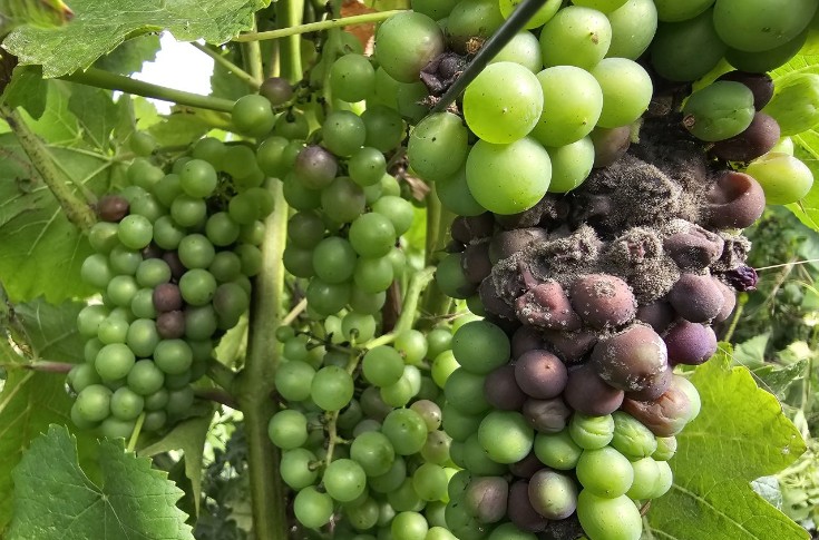 Des vignerons dépassés par la pourriture grise en Champagne