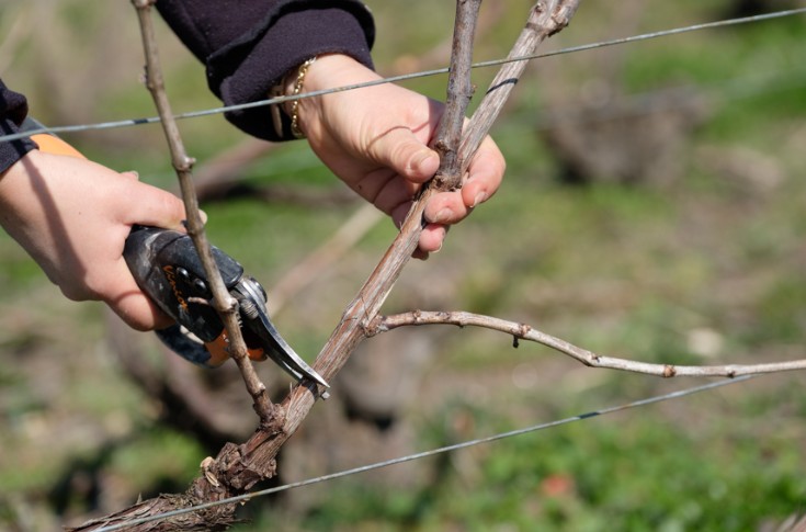 Le flux de sève divisé par deux sur une vigne mal taillée