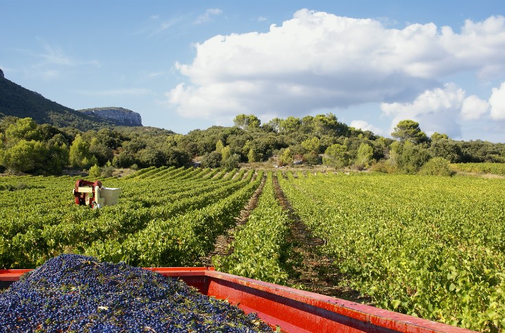Les vendanges vont aller bon train dans le Var !