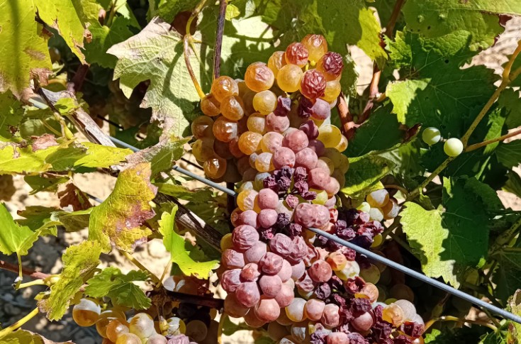 La canicule bouscule les vendanges