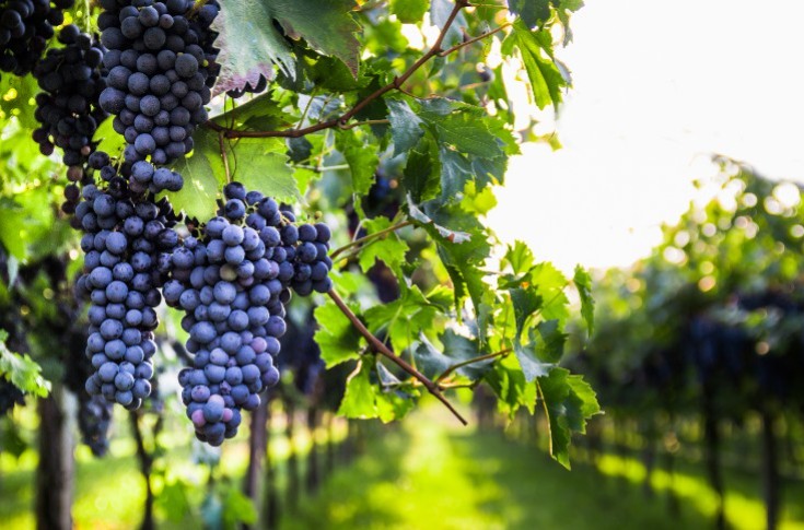 Comment le vignoble de Bordeaux a traversé la canicule ?