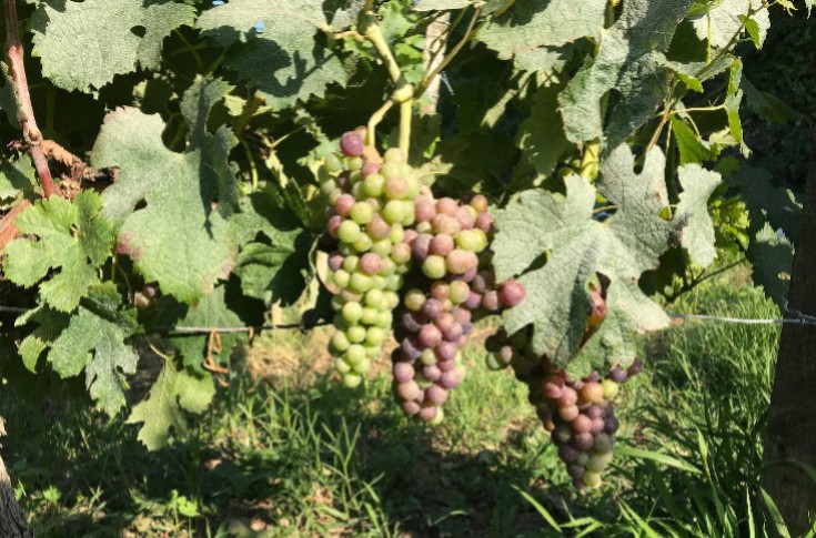 France set to regain title as world’s number one producer country in 2023