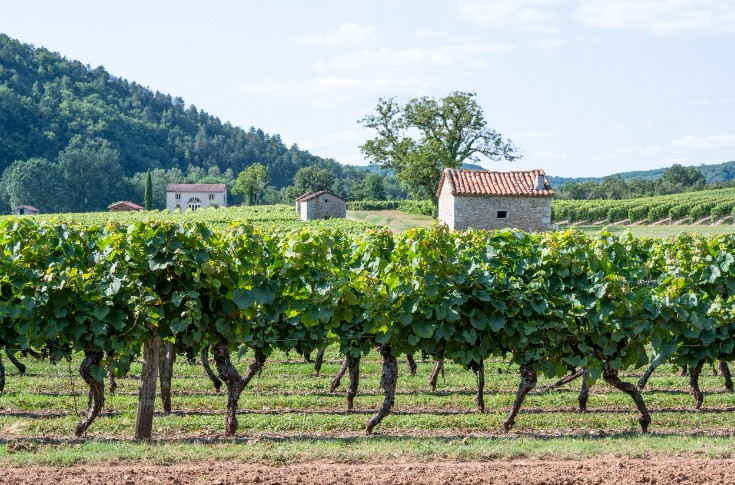 Pour le vignoble de Cahors, « ça sera un très beau millésime pour les malbecs »