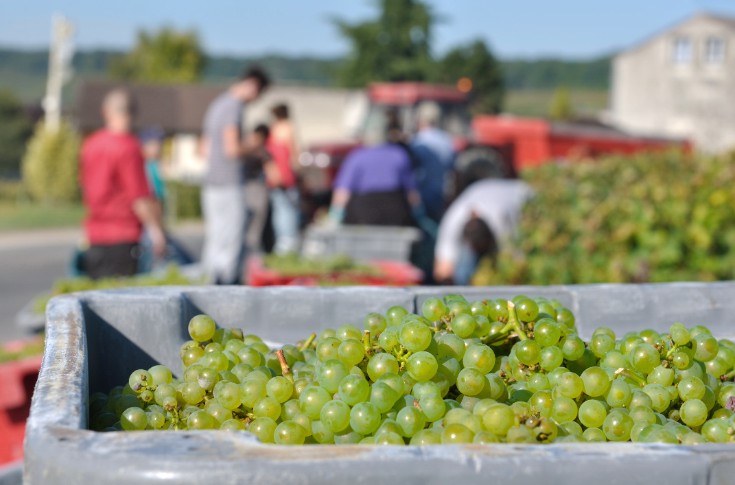 Des règles plus souples pour l'hébergement des saisonniers en Champagne