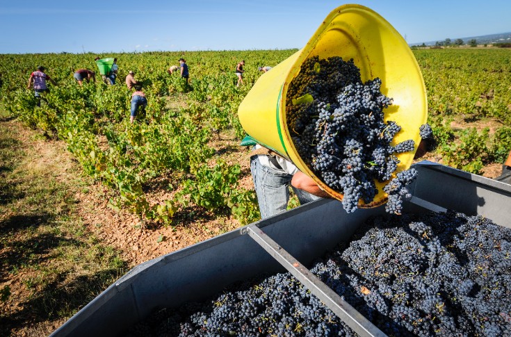 Des vendanges prometteuses démarrent dans le Beaujolais