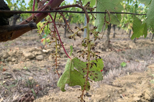 Mildiou ou pas, sécheresse ou pas, l’obligation de vendange s’applique à toutes les vignes