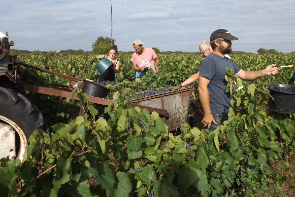 Mobilisation face au manque de main d’œuvre dans les vignes : formation, jobs datings, immersions...