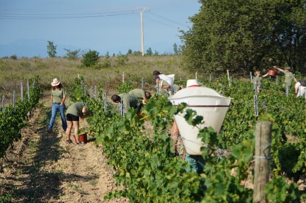 Les vendanges 2023 démarrent dans le Roussillon