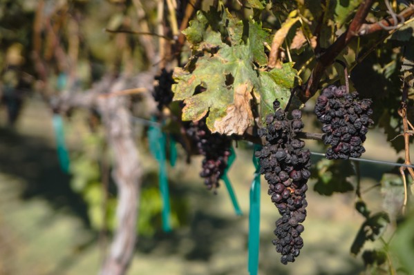 Des microbes des marais salants aident la vigne à lutter contre la chaleur