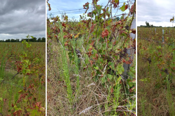 Un cru bourgeois et 140 hectares de vignes en mildiou libre faute de reprise chinoise