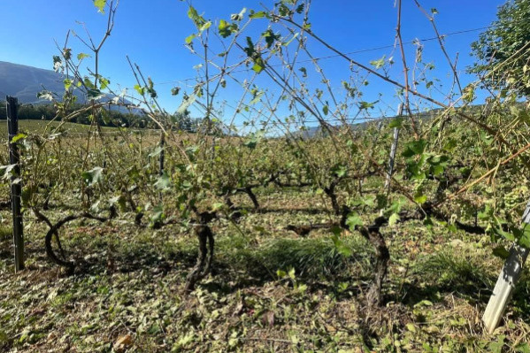 'Une nouvelle fois, la Savoie va produire moins de vin qu’elle n’en vend'