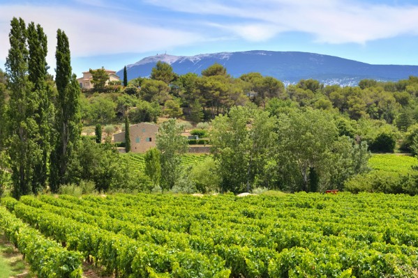 Belles vendanges en vue dans le Vaucluse