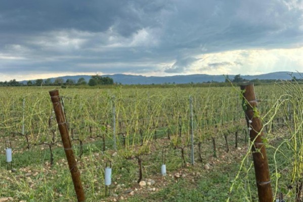10 à 15 % du Crozes-Hermitage 2023 vendangé par la grêle