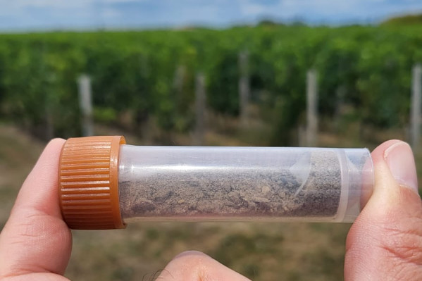 L’analyse génétique du sol détermine 'si le frigo est plein et accessible' pour nourrir la vigne