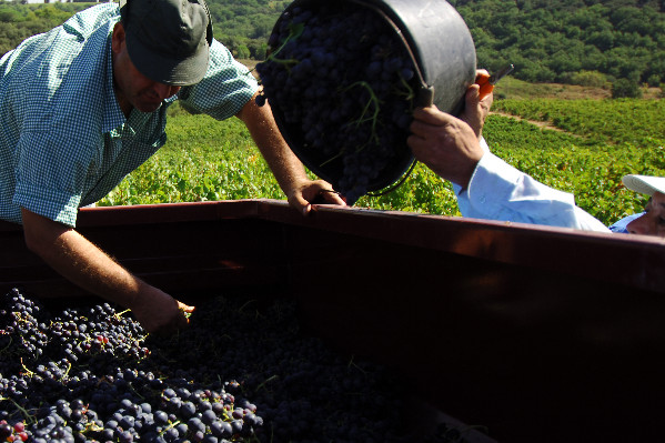 Le parquet ne veut pas que ce que grand cru soit relaxé pour emploi d'étrangers sans autorisation
