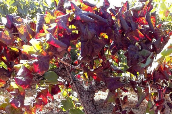 La flavescence dorée explose dans le vignoble narbonnais